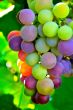 Colorful bunch of grapes