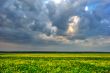 Cloudy sky over yellow field