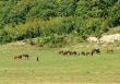Horses on pasture