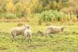 Sheep in the pasture