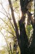 beautiful trees  