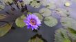 Waterlily