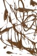 splash of melted chocolate