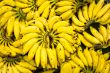 banana bunches