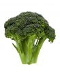 Small Head of Broccoli