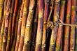 Sugar Cane Sticks