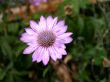 Wild purple flower