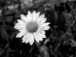 black-and-white flower.