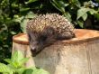 Young European hedgehog