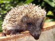 Young European hedgehog