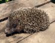 European hedgehog