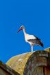 white stork