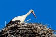 white stork