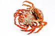 Spider Crab