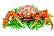 Spider Crab