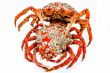 Spider Crab