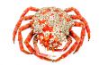 Spider Crab