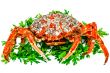 Spider Crab