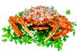 Spider Crab