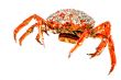 Spider Crab