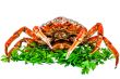 Spider Crab