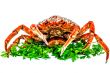 Spider Crab