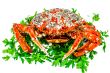 Spider Crab