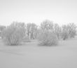 Scrubland
