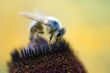 Busy bee