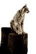 The lynx