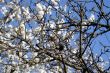 Blossoms like clouds