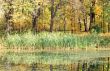 Autumn pond