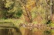Autumn pond