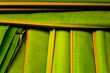 banana leaf patterm