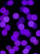 blurred image of purple lights