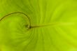 Close up Green Tropical Plant