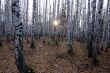 The sun through the trees in the birch forest.