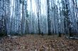 Beautiful birch forest in autumn.