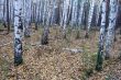 In the birch forest in autumn.