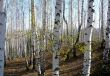 In the white forest in spring.