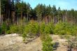 Pine forest growing on white clay.