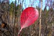 Red leaf tree on the background of branches in autumn.