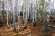 In  birch forest in autumn.