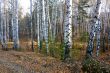 In the birch forest the autumn.