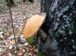 A mushroom, growing on a tree.