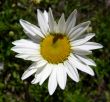 Flower meadow camomile on a green background.