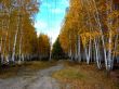 On a footpath in a birch forest in autumn.