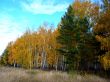 Two pine trees on the edge of the birch forest in autumn.