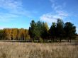 Pines before birch forest in autumn.