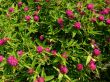 Meadow clover blooming pink flowers.